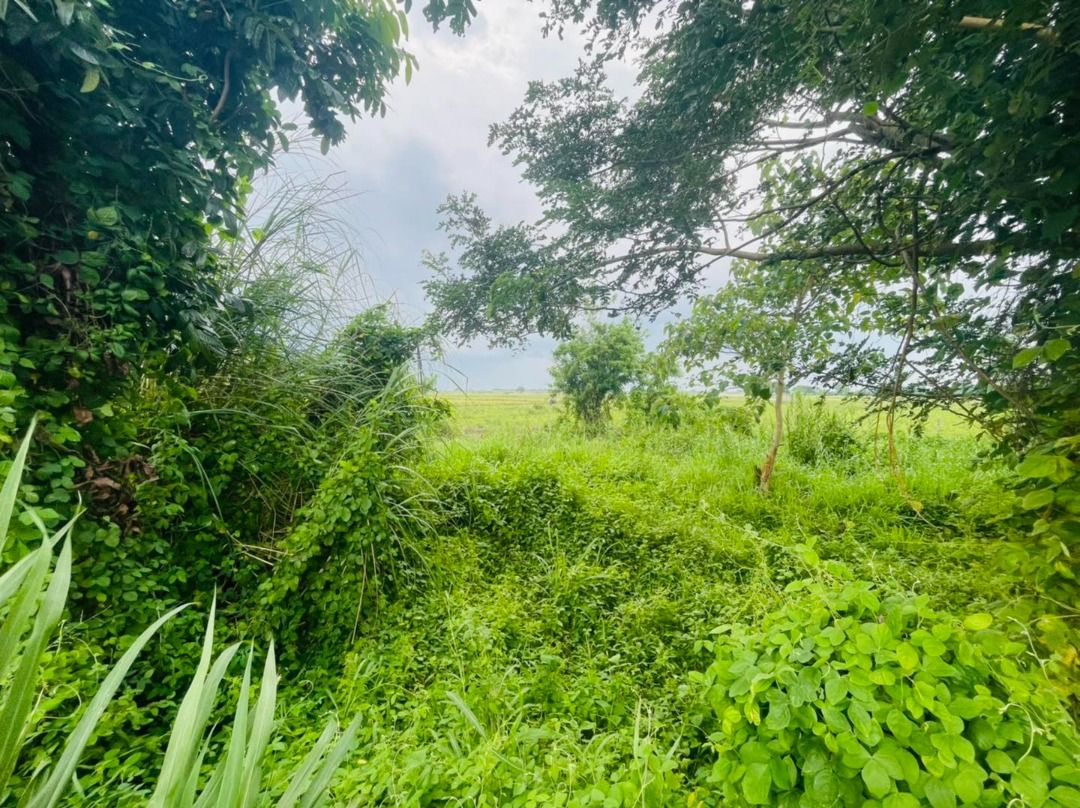 FOR SALE FARM LOT IN TARLAC WITH VIEW OF MT ARAYAT NEAR CONCEPCION