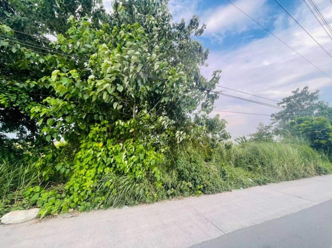 FOR SALE FARM LOT IN TARLAC WITH VIEW OF MT ARAYAT NEAR CONCEPCION