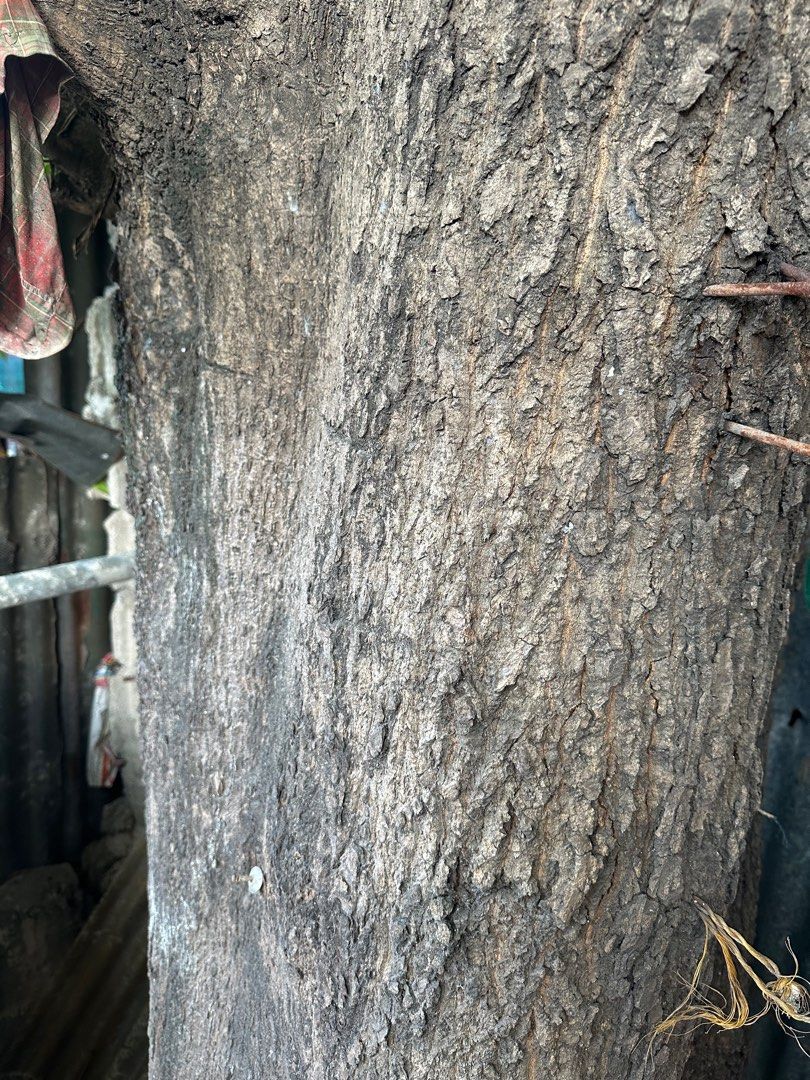 Indian Mango Tree (trunk) for sale, Commercial & Industrial