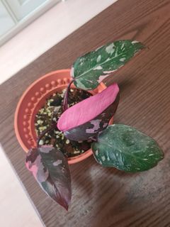 (Category: ) located in . Submitted by amanda050686 (Listing ID 1237718374, Image 1). Description: .