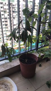 (Category: ) located in . Submitted by kdoma6 (Listing ID 1235888057, Image 1). Description: .