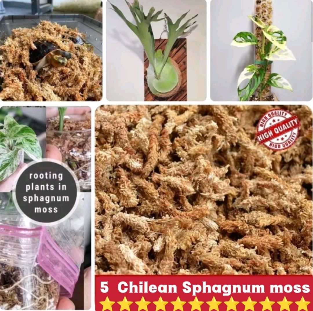 Chilean Premium Grade Orchid Moss 5 Kilo
