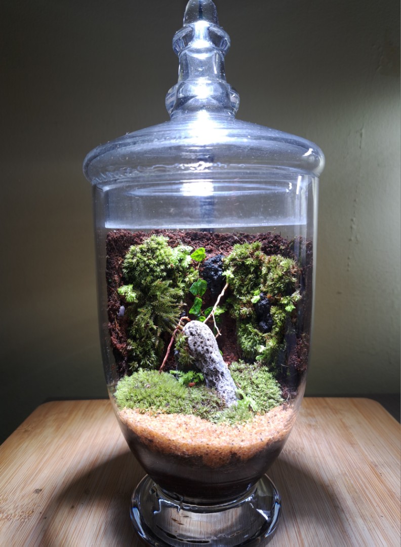 Terrarium Jar, Furniture & Home Living, Gardening, Plants & Seeds On 