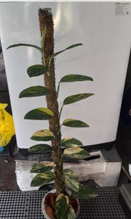Variegated Peru