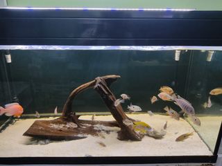 (Category: ) located in . Submitted by modellingaquarist (Listing ID 1238043967, Image 1). Description: .