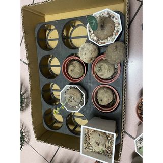 由 ting9221 (刊登 ID 1237878499，圖片 1) 提交，位於 的 (類別：)，說明：。