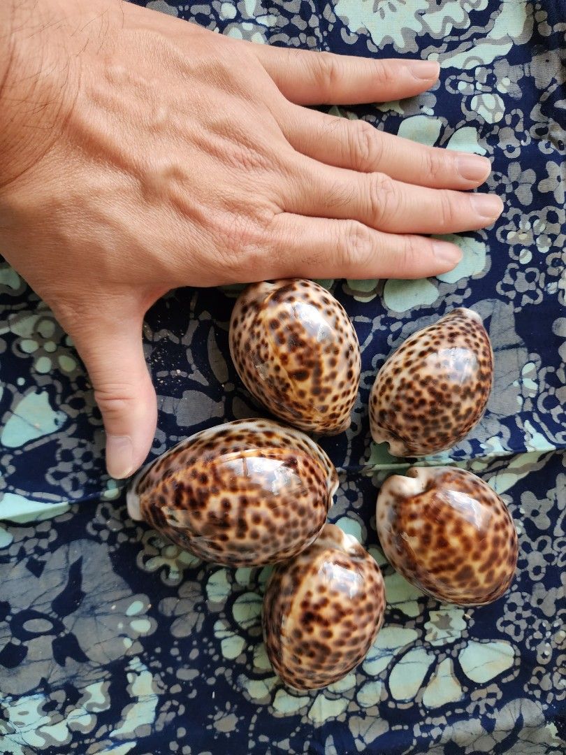 Cowrie Shells Furniture Home Living Home Decor Other Home Decor On cowrie-shells-furniture-home-living-home-decor-other-home-decor-on