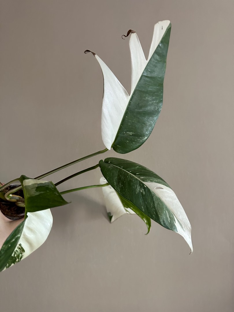 Epipremnum Pinnatum Albo, Furniture & Home Living, Gardening, Plants ...