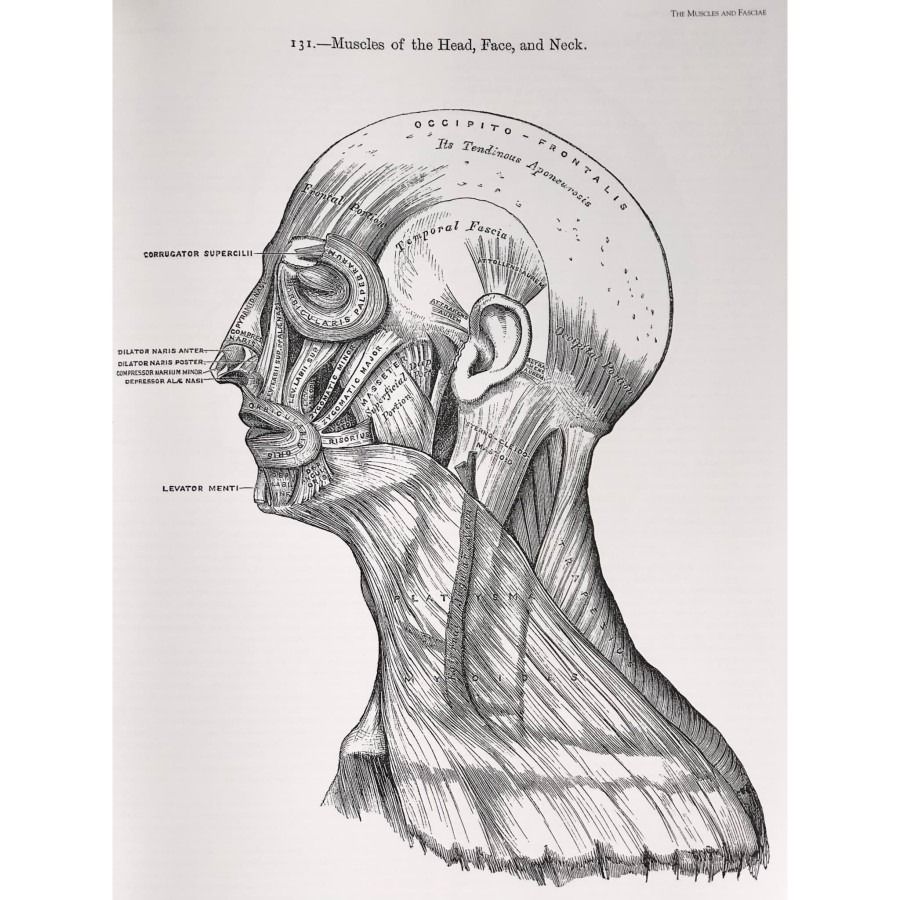 Gray's Anatomy A Facsimile Buku Anatomi / Buku Kedokteran / Buku Ilmu