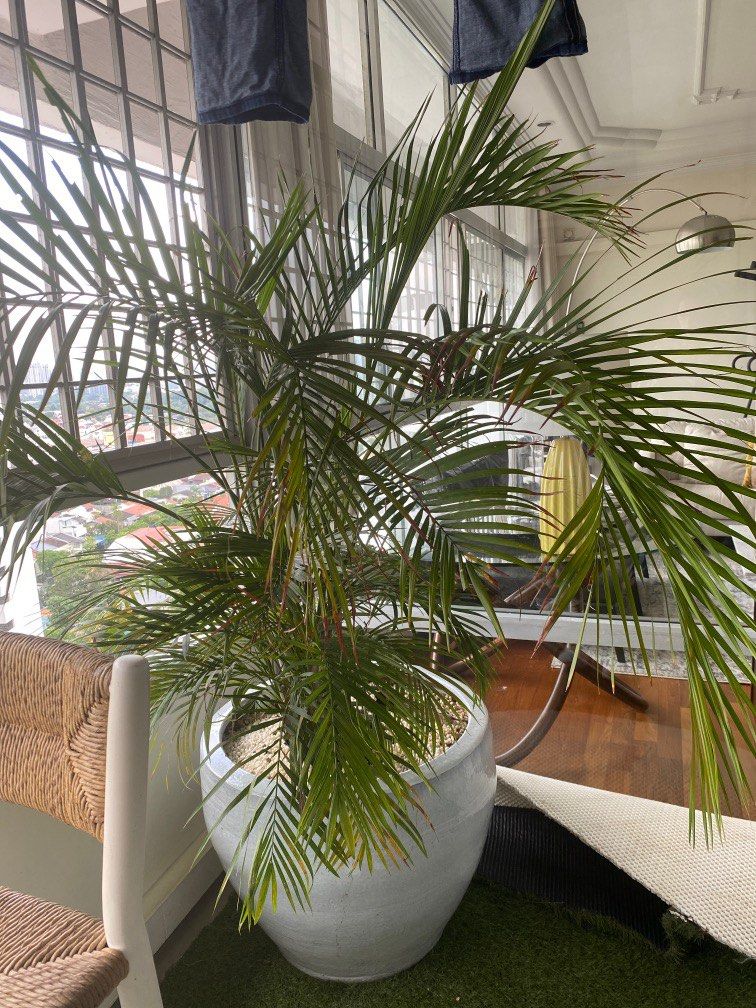 Large planter and palm tree., Furniture & Home Living, Gardening, Pots