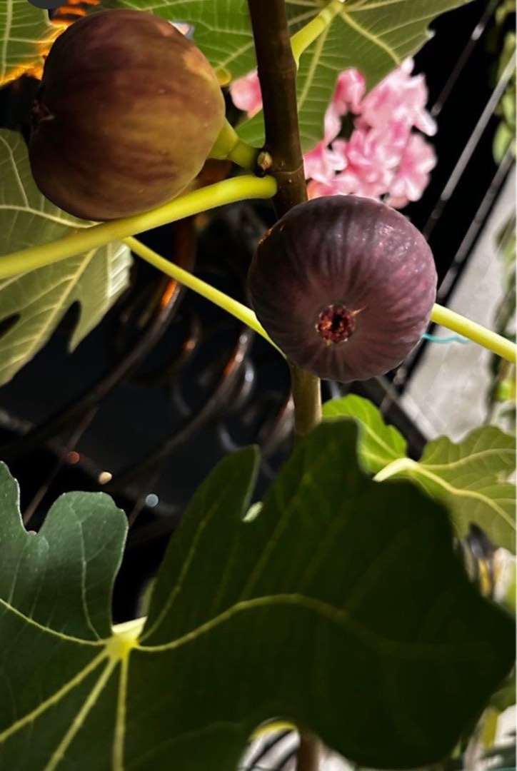 Masui Dauphine Fig plants, Furniture & Home Living, Gardening, Plants