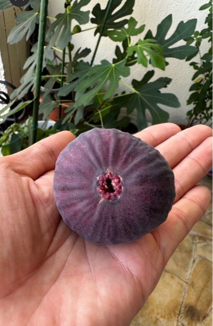 Masui Dauphine Fig plants, Furniture & Home Living, Gardening, Plants