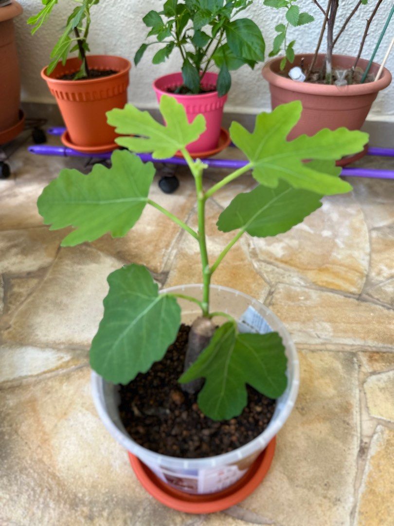 Masui Dauphine Fig plants, Furniture & Home Living, Gardening, Plants