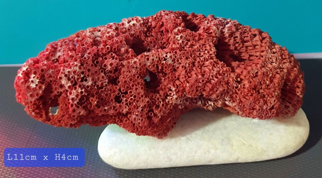 Red coral outlet for sale