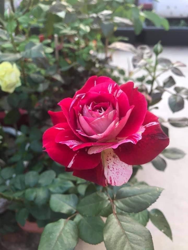 New Roses plants available for order !, Furniture & Home Living