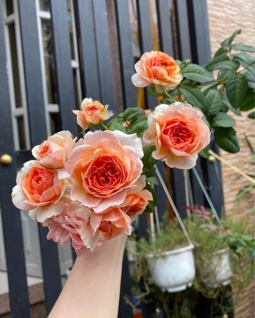 New Roses plants available for order !, Furniture & Home Living