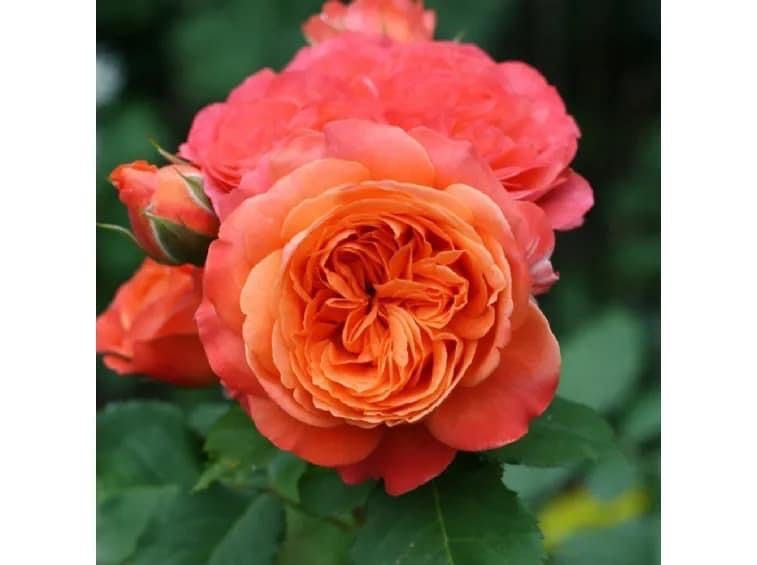 New Roses plants available for order !, Furniture & Home Living