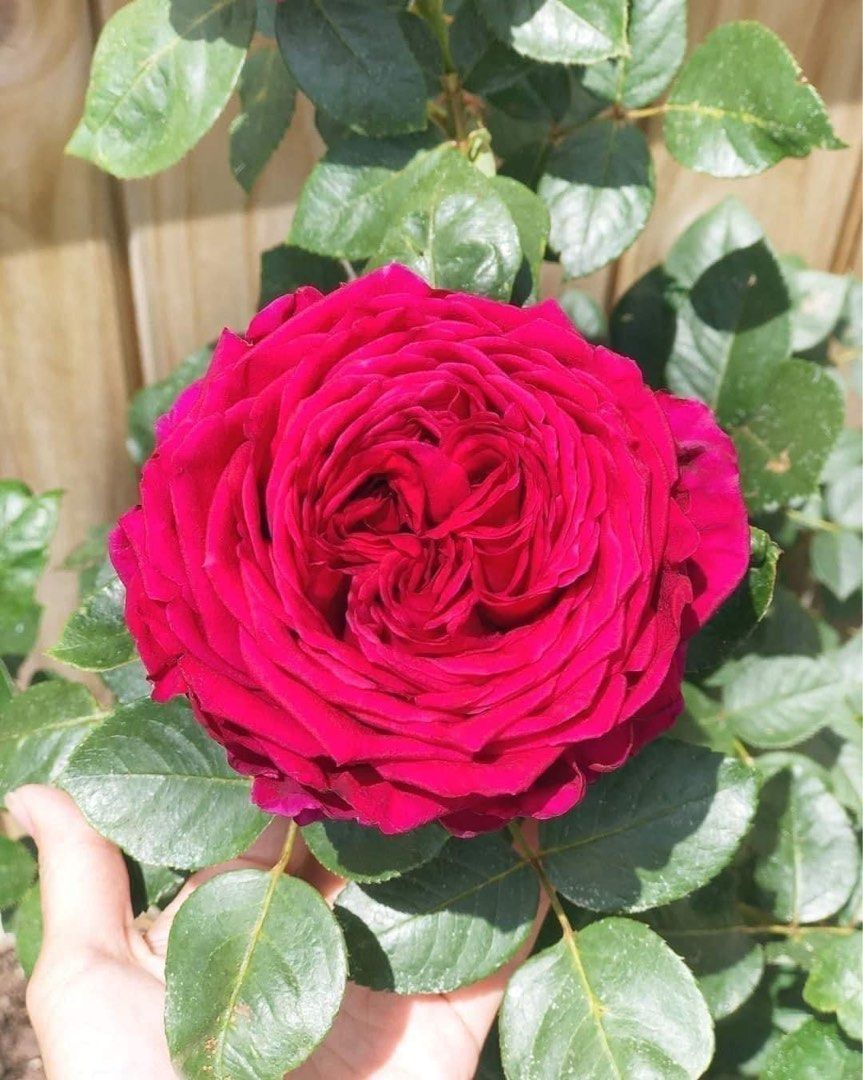 New Roses plants available for order !, Furniture & Home Living