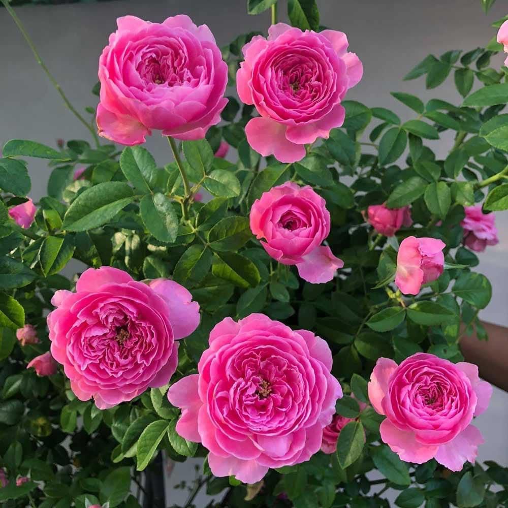 New Roses plants available for order !, Furniture & Home Living