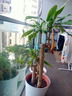 (Category: ) located in . Submitted by mjose23 (Listing ID 1237914078, Image 1). Description: .