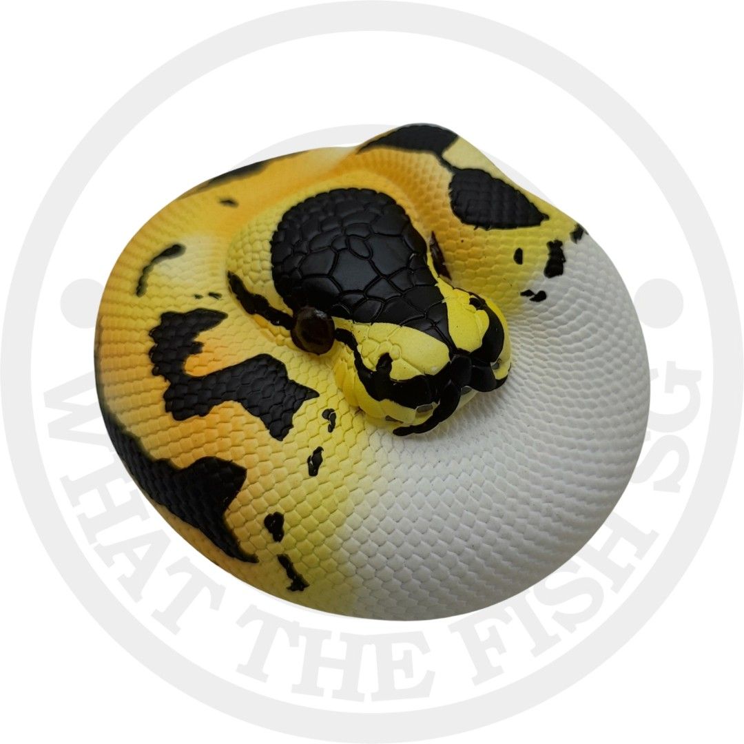 Golden Python Resin Figurine