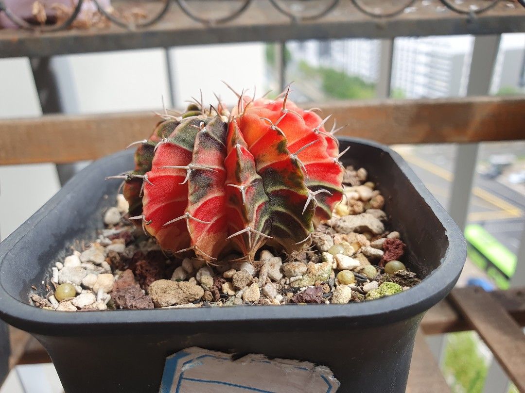 Variegated Gymnocalycium LB 12 Rib Cactus Furniture Home Living 