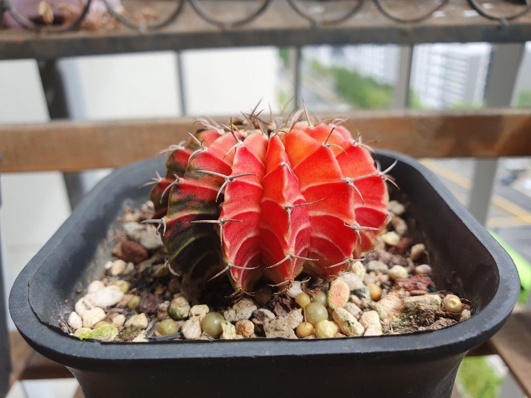 Variegated Gymnocalycium LB 12 Rib Cactus Furniture Home Living 