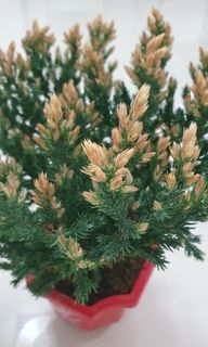 (Category: ) located in . Submitted by urban.cultivar (Listing ID 1238052770, Image 1). Description: .