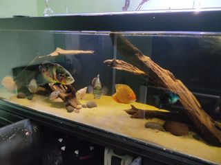 (Category: ) located in . Submitted by modellingaquarist (Listing ID 1238182273, Image 1). Description: .