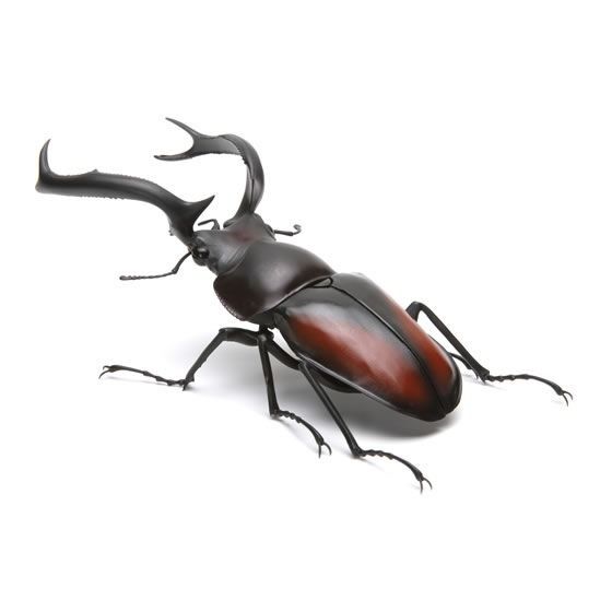 新箱識現貨行版BANDAI 扭蛋生物大圖鑑系列02彈昆蟲甲蟲鹿角甲蟲, 興趣