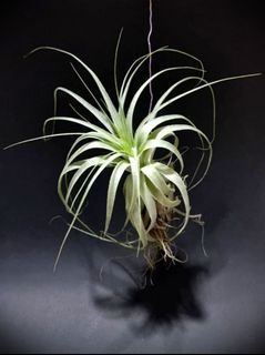 [ COLLECTOR'S RARE ] Tillandsia Gardneri - papery, feathery air plant - nicer form than many
