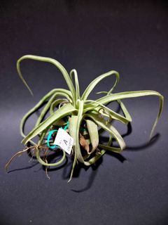 [ COLLECTOR'S SPECIMEN ] Tillandsia Streptophylla ' Guatemala ' - The Shirley Temple , Queen of Air Plants (A)