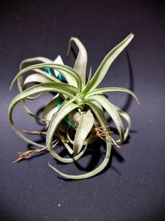 [ COLLECTOR'S SPECIMEN ] Tillandsia Streptophylla ' Guatemala ' - The Shirley Temple , Queen of Air Plants (C)