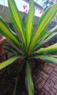 (Category: ) located in . Submitted by mbnaor (Listing ID 1238124553, Image 1). Description: .