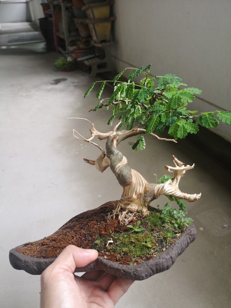 Brazilian rain tree with jin and shari, Furniture & Home Living ...