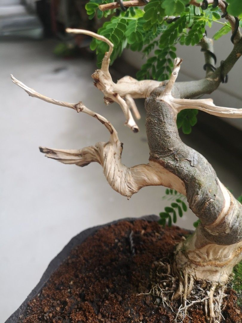 Brazilian rain tree with jin and shari, Furniture & Home Living ...