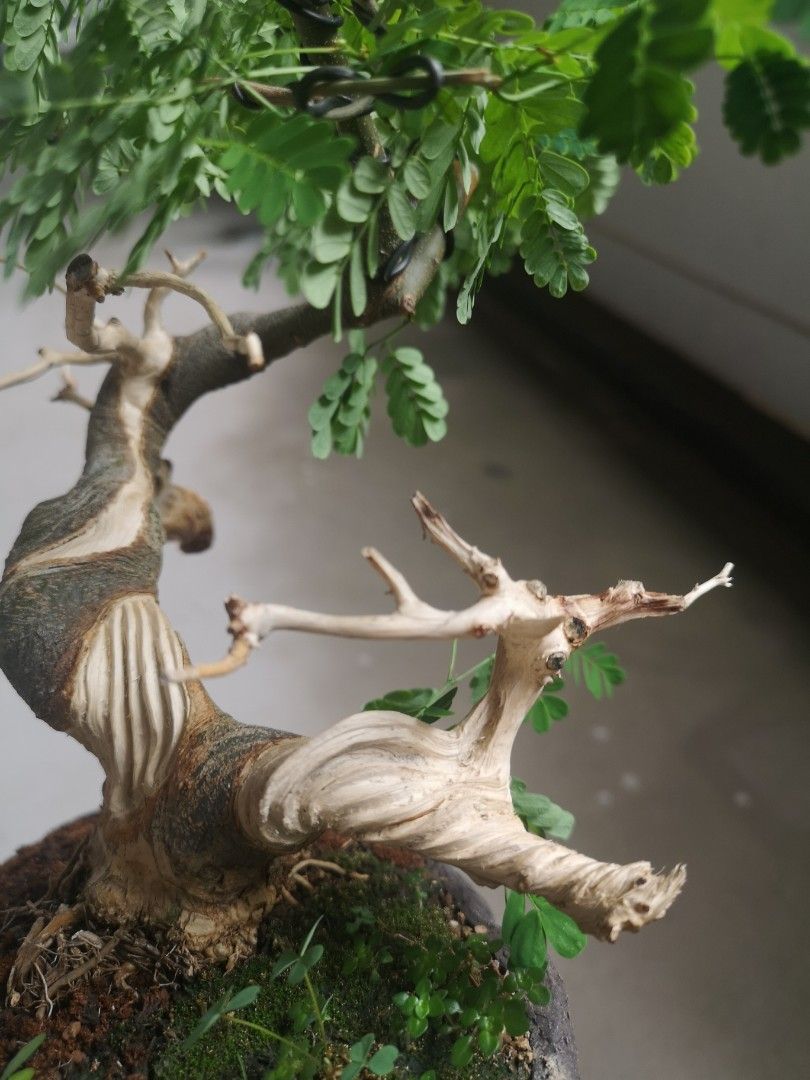 Brazilian rain tree with jin and shari, Furniture & Home Living ...