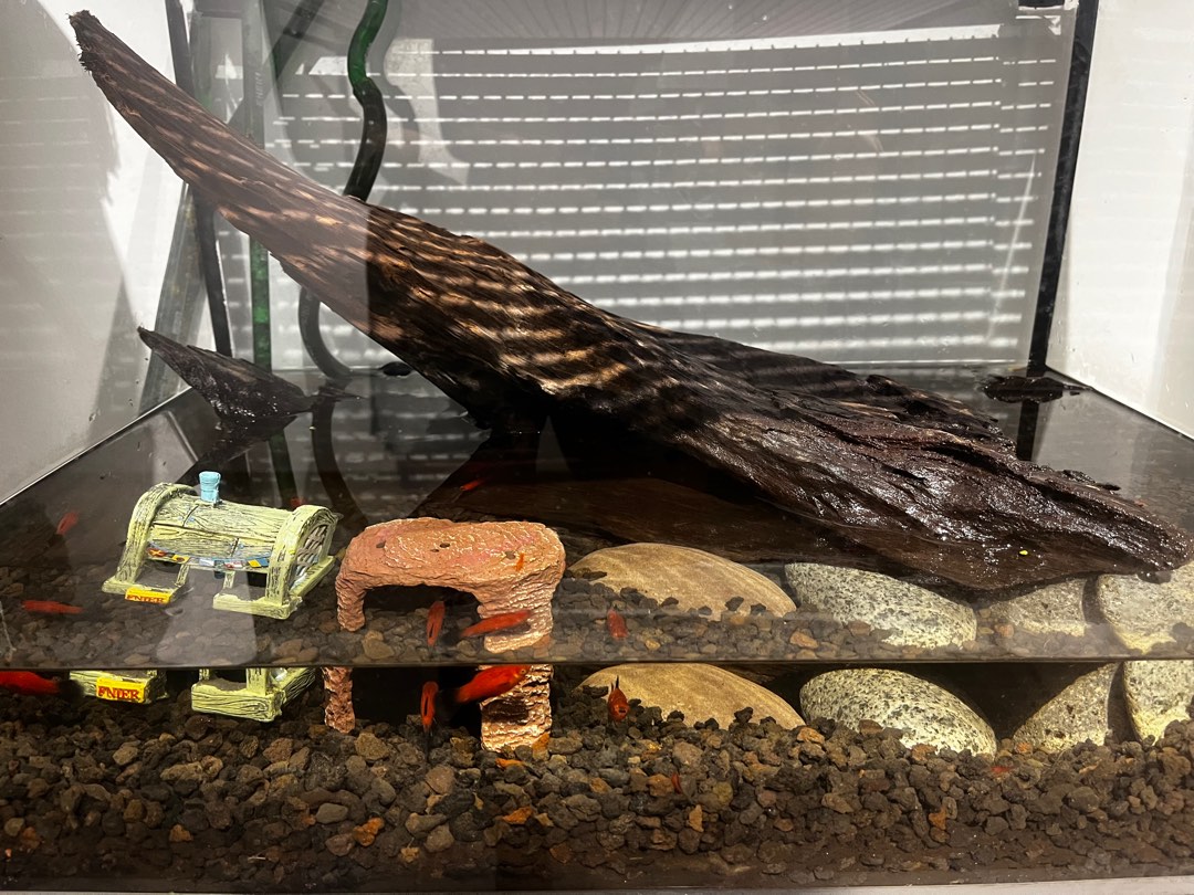 Decom Tank, Shelf, Elheim filter etc, Pet Supplies, Homes & Other Pet ...