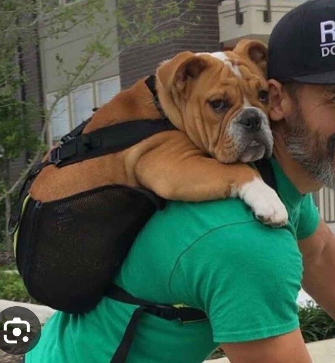 Ruffit dog backpack cheap