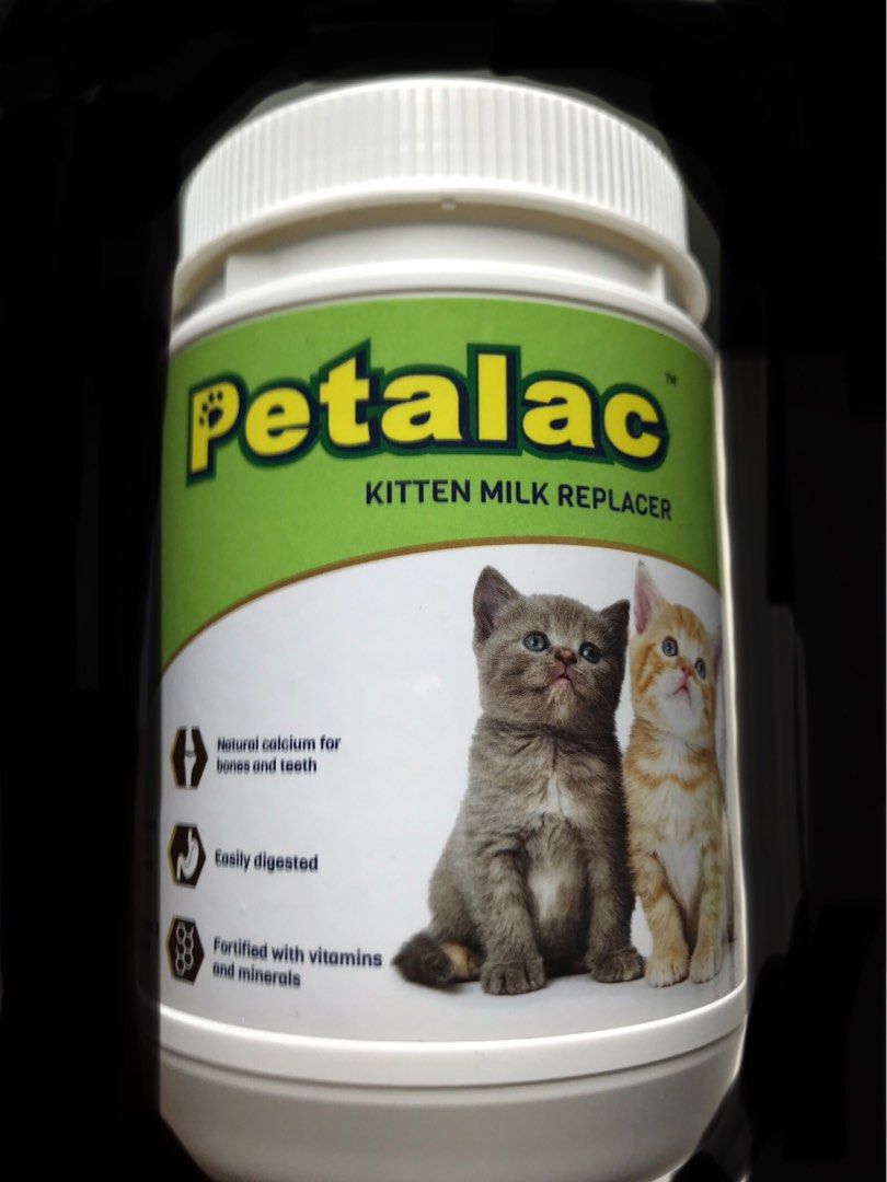 Pregnant cat cheap for sale