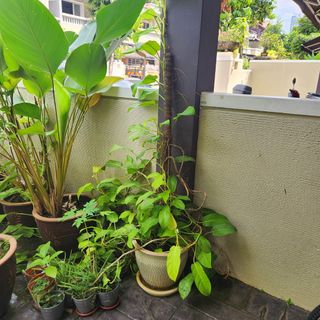 (Category: ) located in . Submitted by aileenknight (Listing ID 1238192624, Image 1). Description: .