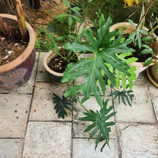 (Category: ) located in . Submitted by aileenknight (Listing ID 1238191149, Image 1). Description: .