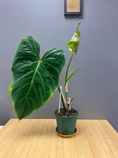 （分類：）位於 。 由 hokamama 提交（商品編號 1231425382，圖片 1）。簡介： 。