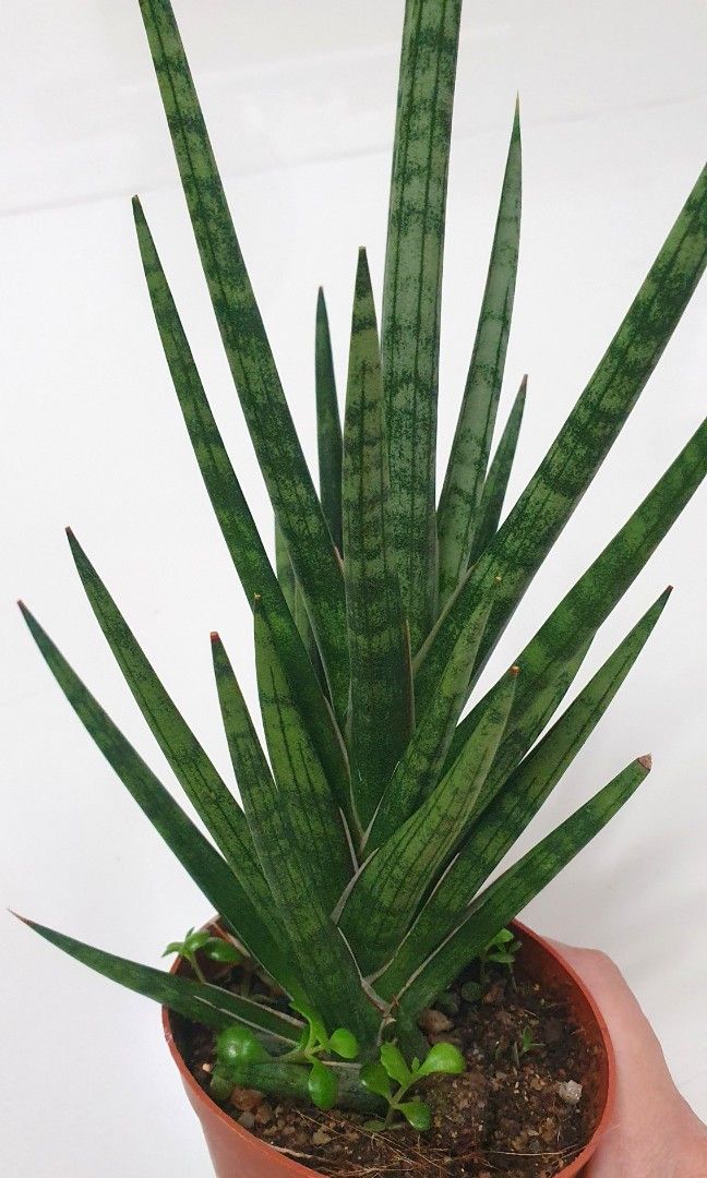 Sansevieria Francisii (15cm pot), Furniture & Home Living, Gardening ...