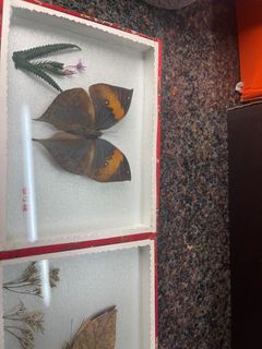 （分類：）位於 。 由 stylish_things 提交（商品編號 1238066661，圖片 1）。簡介： 。