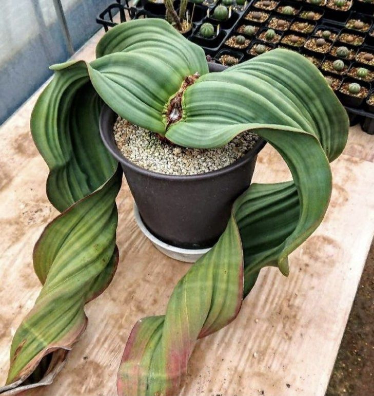 Welwitschia mirabilis 百歲蘭《奇想天外》小苗, 傢俬＆家居, 園藝