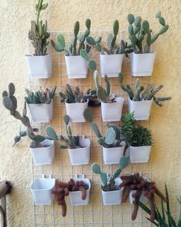 Cactus plants with planters and grid