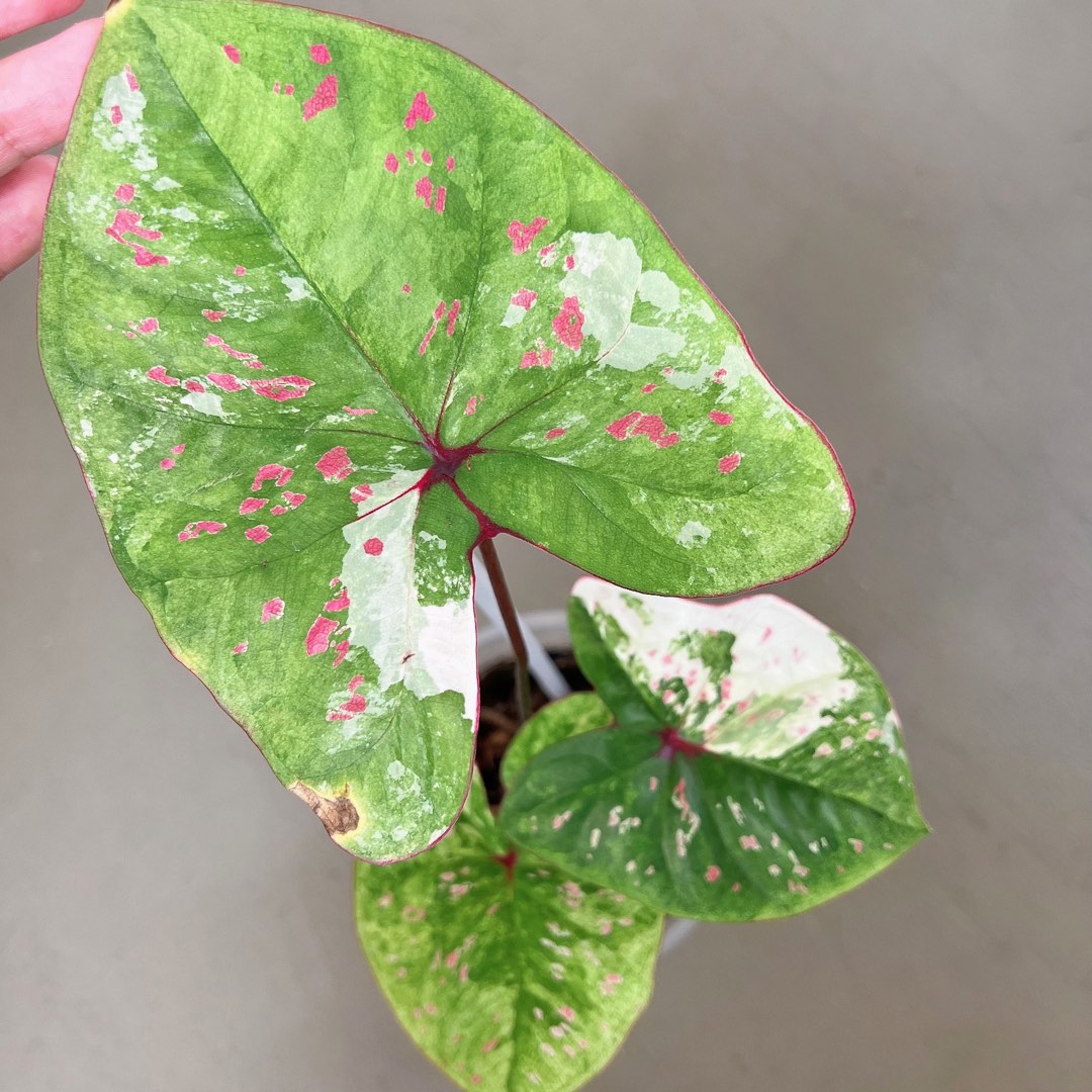 Caladium variegated, Furniture & Home Living, Gardening, Plants & Seeds ...