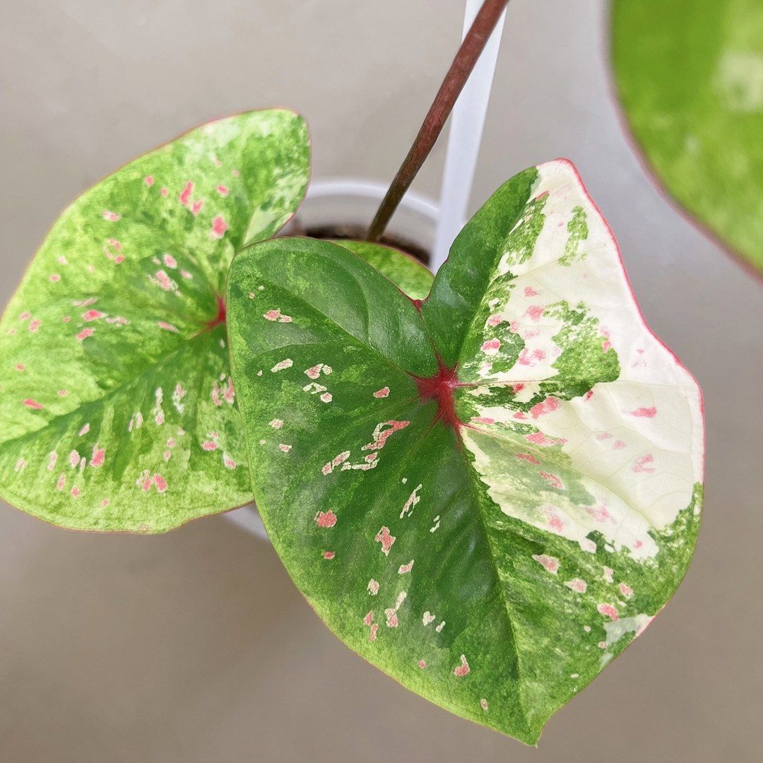 Caladium variegated, Furniture & Home Living, Gardening, Plants & Seeds ...