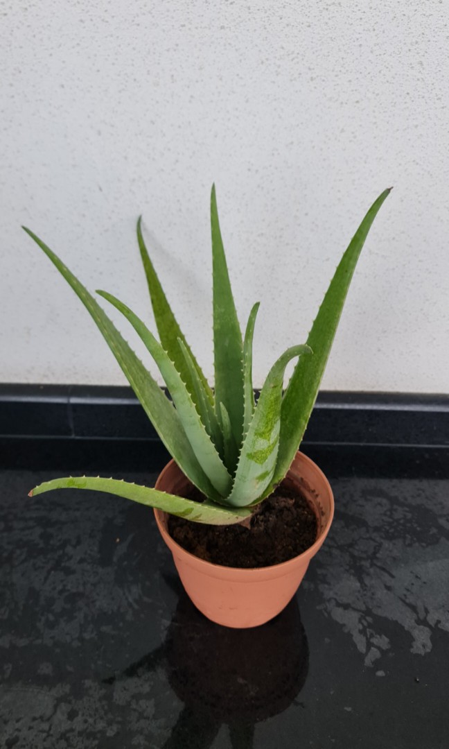 Edible Aloe Vera Furniture And Home Living Gardening Plants And Seeds On Carousell 6369